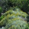 Gray Santolina -High Country Gardens Shop santolina chamaecyparissus gray santolina summer flowers