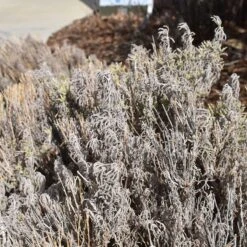 Gray Santolina -High Country Gardens Shop santolina chamaecyparissus gray santolina winter