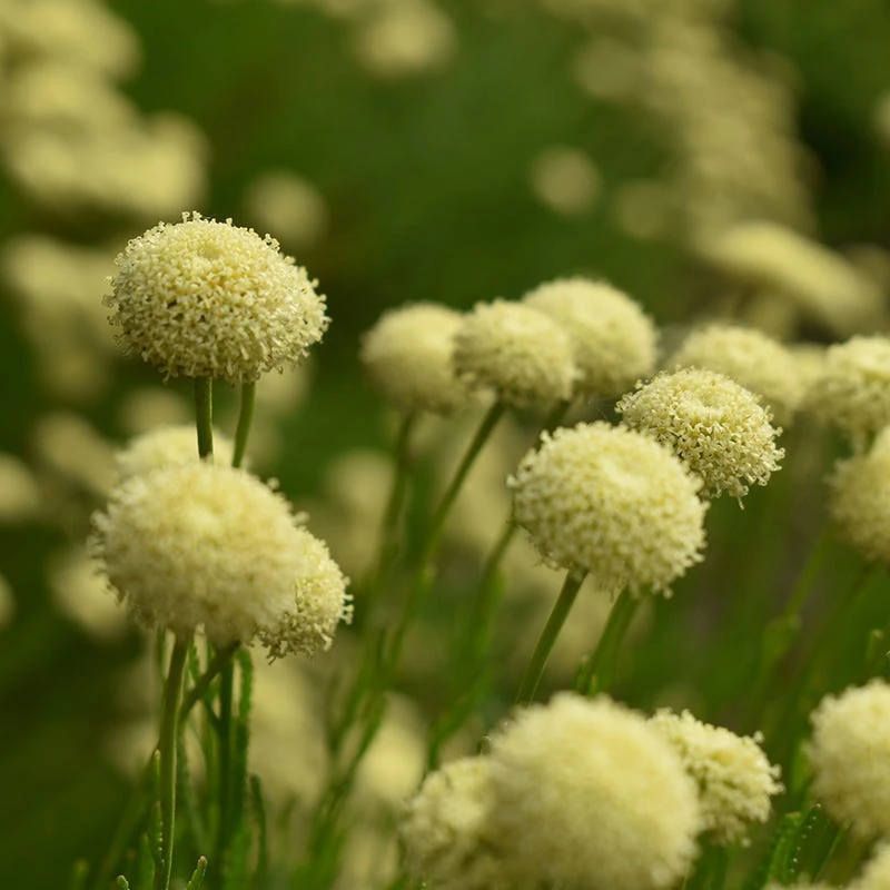 Green Santolina 2 Green Santolina - Image 2