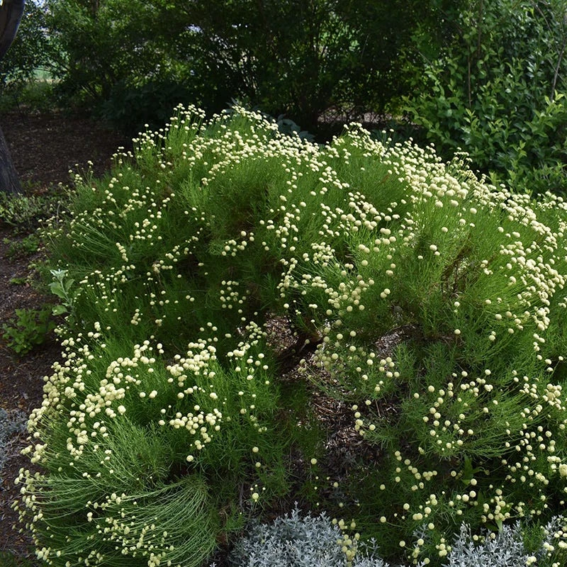 Green Santolina 1 Green Santolina