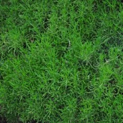 Green Santolina 6 Green Santolina -High Country Gardens Shop santolina rosmarinifolia green santolina spring foliage