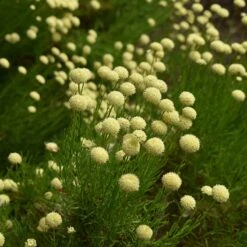 Green Santolina 7 Green Santolina -High Country Gardens Shop santolina rosmarinifolia green santolina summer cream flowers
