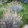 Boulder Blue Fescue Grass 3 Boulder Blue Fescue Grass -High Country Gardens Shop saxon holt festuca boulder blue