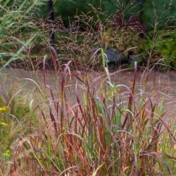 Shenandoah Switch Grass -High Country Gardens Shop saxon holt panicum shenandoah