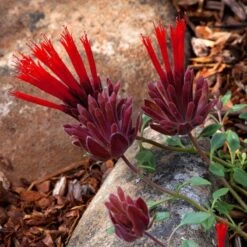 Marian Sampson Scarlet Monardella -High Country Gardens Shop scarlet monardella marian sampson close up 1