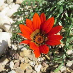 Scarlet Tanager Gazania -High Country Gardens Shop scarlet tanager african daisy flower single