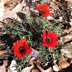Scarlet Tanager Gazania -High Country Gardens Shop scarlet tanager african daisy ground trio