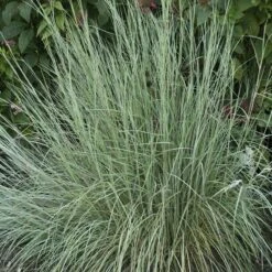 Habitat Hero Birdwatcher Pre-Planned Garden -High Country Gardens Shop schizachyrium prairie blues wal