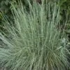 Prairie Blues Little Bluestem Grass 7 Prairie Blues Little Bluestem Grass -High Country Gardens Shop schizachyrium prairie blues walters gardens cropped