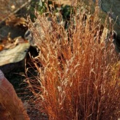 Summer Showstopper Pre-Planned Garden -High Country Gardens Shop schizachyrium scoparium blaze 3
