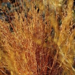 Blaze Little Bluestem Grass -High Country Gardens Shop schizachyrium scoparium blaze cropped 2