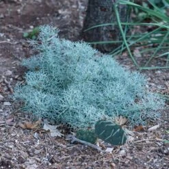 Seafoam Artemisia -High Country Gardens Shop seafoam artemisia sq