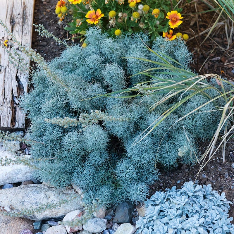 FireSmart Collection - Zone 2 8 FireSmart Collection - Zone 2 - Image 8