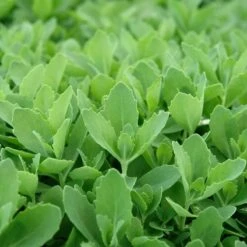 Autumn Fire Sedum 8 Autumn Fire Sedum -High Country Gardens Shop sed autumnfire fol northcreek nu