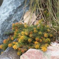 Angelina Sedum -High Country Gardens Shop sedum angelina 3