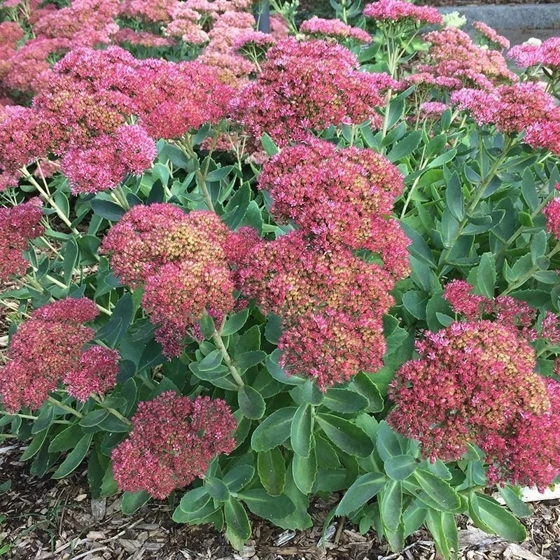 Autumn Fire Sedum 2 Autumn Fire Sedum - Image 2