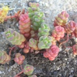 High Country Gardens Shop -High Country Gardens Shop sedum globosum old mans bones 1