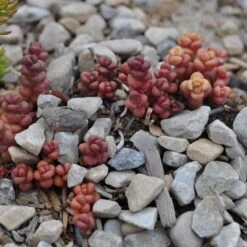 Old Man's Bones Sedum -High Country Gardens Shop sedum globosum old mans bones growing 1