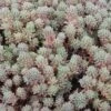 Purple Form Creeping Sedum -High Country Gardens Shop sedum hispanicum v. minus purpurea garden