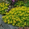 Orange Stonecrop -High Country Gardens Shop sedum kamtschaticum 1
