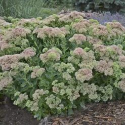 Autumn Fire Sedum 10 Autumn Fire Sedum -High Country Gardens Shop sedum autumn fire whole plant e