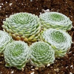Cobweb Hens And Chicks -High Country Gardens Shop sempervivum arachnoideum 2 2