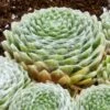 Cobweb Hens And Chicks -High Country Gardens Shop sempervivum arachnoideum 3 2