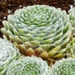 FireSmart Collection - Zone 1 -High Country Gardens Shop sempervivum arachnoideum 3 2 1