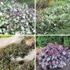 Dry Shade Groundcover Collection 15 Dry Shade Groundcover Collection -High Country Gardens Shop shade drought resistant groundco