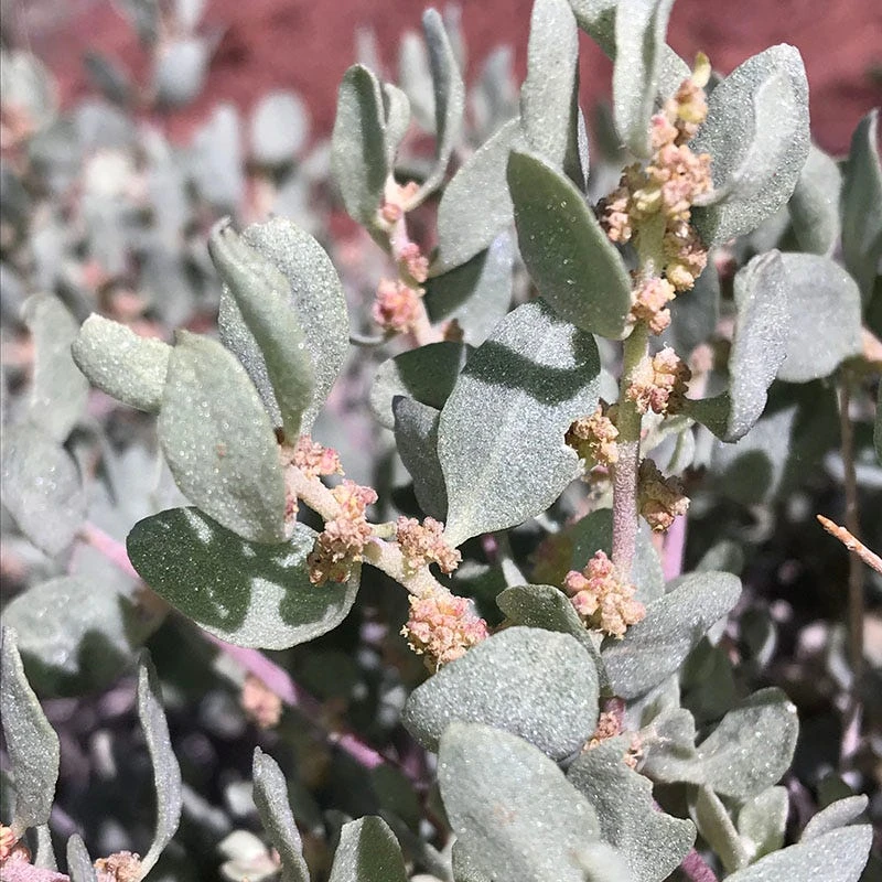 Shadscale Saltbush 1 Shadscale Saltbush