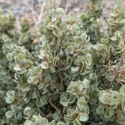 Shadscale Saltbush 4 Shadscale Saltbush -High Country Gardens Shop shadscale saltbush 2