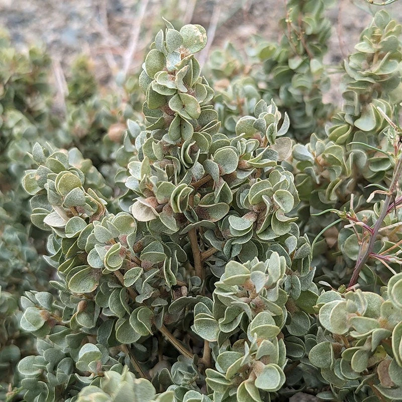 Shadscale Saltbush 2 Shadscale Saltbush - Image 2