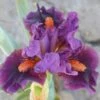 Sharp Dressed Boy Dwarf Bearded Iris 12 Sharp Dressed Boy Dwarf Bearded Iris -High Country Gardens Shop sharp dressed boy bi 1