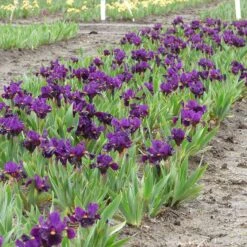 Sharp Dressed Boy Dwarf Bearded Iris 5 Sharp Dressed Boy Dwarf Bearded Iris -High Country Gardens Shop sharp dressed boy bi 3