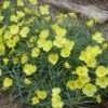 Shimmer Evening Primrose -High Country Gardens Shop shimmer evening primrose 1