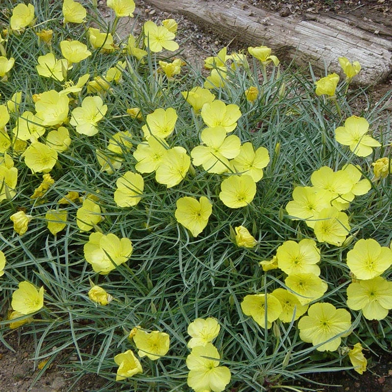 Shimmer Evening Primrose 1 Shimmer Evening Primrose