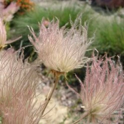 Apache Plume (Fallugia) -High Country Gardens Shop shutterstock apache plume fallug 1