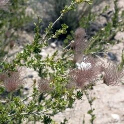 Apache Plume (Fallugia) -High Country Gardens Shop shutterstock apache plume fallug 2