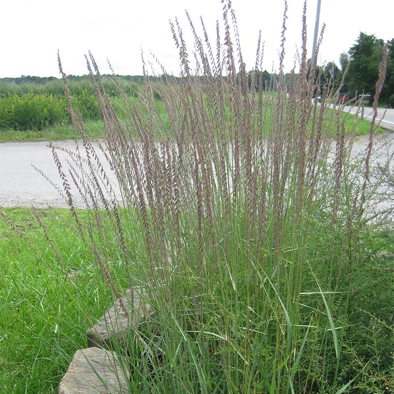 Sideoats Grama Grass 3 Sideoats Grama Grass - Image 3