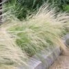 Silky Thread Grass -High Country Gardens Shop silky thread grass 1