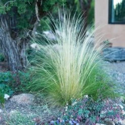 Silky Thread Grass -High Country Gardens Shop silky thread grass 5