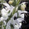 Silver Salvia -High Country Gardens Shop silver sage 1