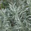 Silver Sagebrush
