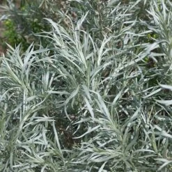 Colorado Perennial Collection -High Country Gardens Shop silver sagebrush sq 1