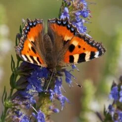Blue Hyssop (Hyssopus) -High Country Gardens Shop small tortoiseshell butterfly aglais urticae hyssop hyssopus 1
