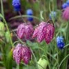 The Sky's The Limit Bulb Collection 6 The Sky's The Limit Bulb Collection -High Country Gardens Shop snakes head fritillary shutterstock cropped