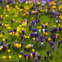 Snow Crocus Mix 5 Snow Crocus Mix -High Country Gardens Shop snow crocus mix lawn