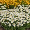 Snowcap Shasta Daisy -High Country Gardens Shop snowcap shasta daisy 1
