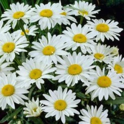 Snowcap Shasta Daisy -High Country Gardens Shop snowcap shasta daisy 3
