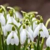 Snowdrops -High Country Gardens Shop snowdrops green white 530249788 cropped